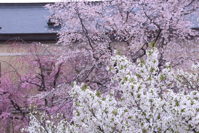 6449-15.4.3手前から大島桜、祇園枝垂れ桜、八重紅枝垂れ桜　上部.jpg